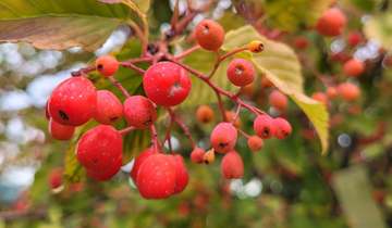Close up of Korean Mountain Ash berries