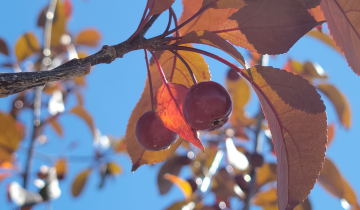 Perfect Purple Crabapple fruit