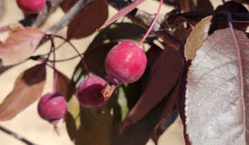 Prairifire Crabapple bark