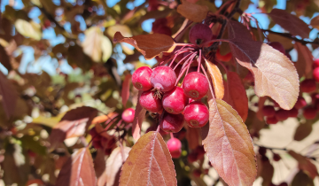Close up of fruit on Royalty Crabapple