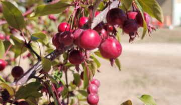 Close up of Ruby Dayze Crabapple fruit