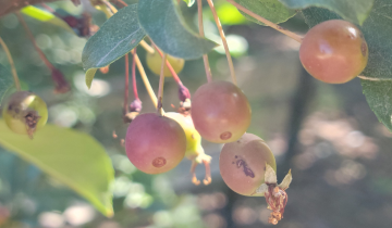Close up of Sargent Tina Crabapple fruit