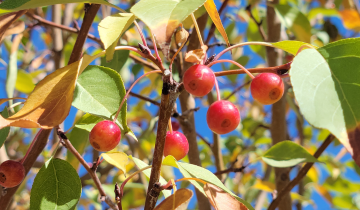Close up of Starlite Crabapple fruit