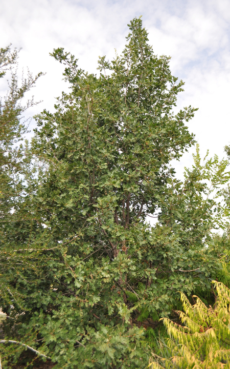 Gambel Oak tree
