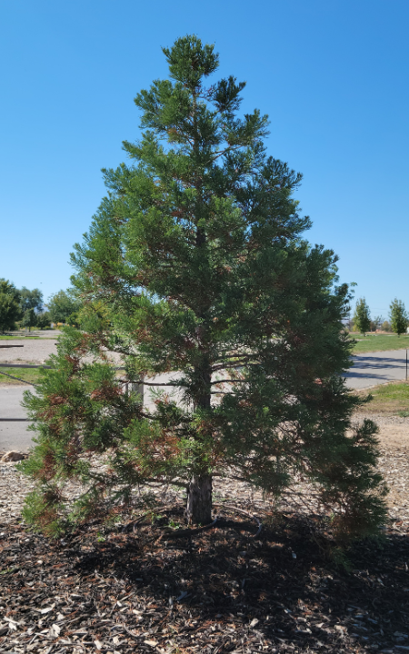 Giant Sequoia Tree
