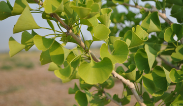 Close up of Presidental Gold Ginkgo leaf