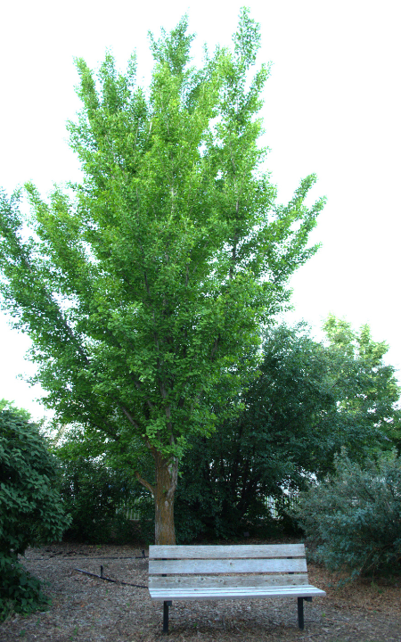 Ginkgo tree