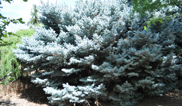Globosa Blue Spruce