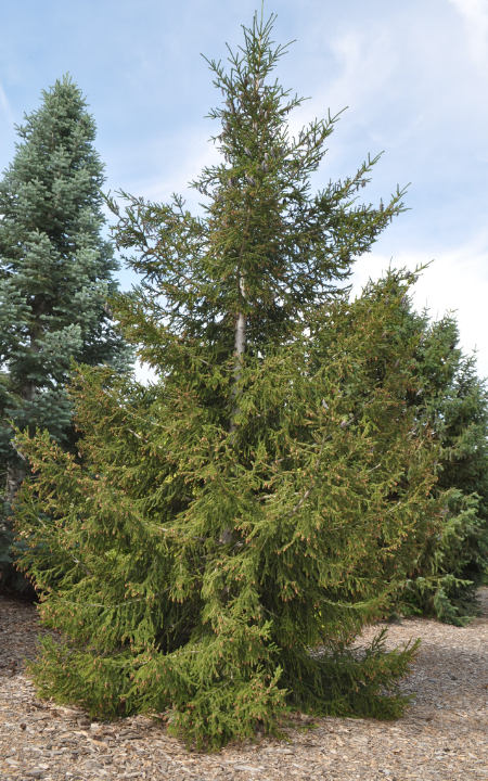 Goudy Oriental Spruce tree