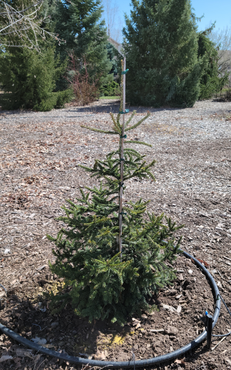 Green Knight Oriental Spruce Tree