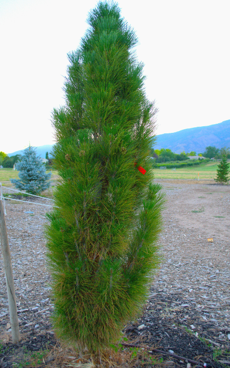 Green Tower Pine Tree