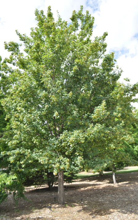 Hedge Maple tree