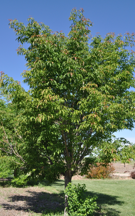 Henry's Maple Tree