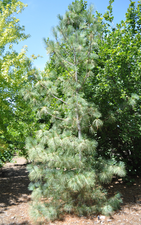 Variegated Himalayan Pine