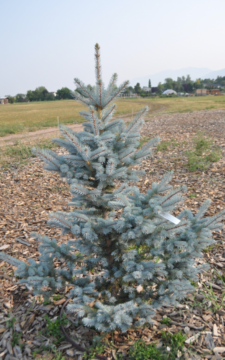 Hoopsi Blue Spruce