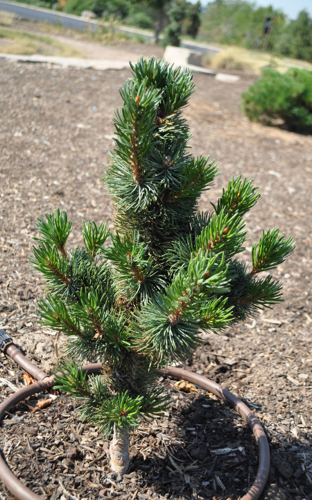 Horstmann Bristlecone Pine tree