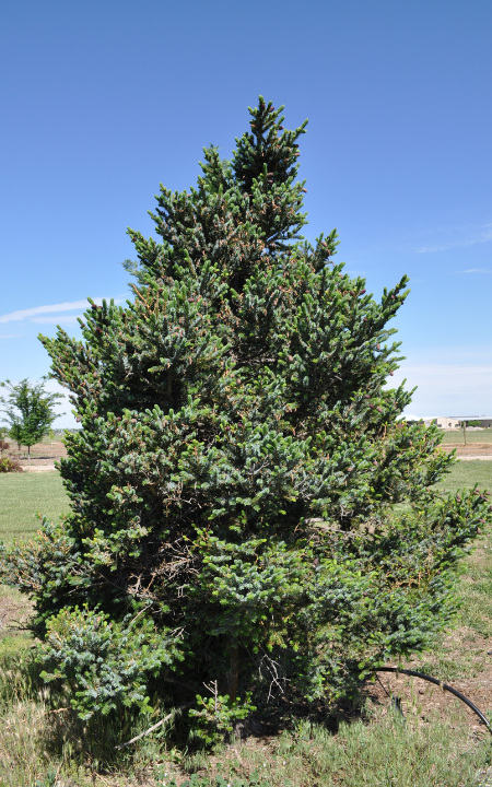 Howell's Dwarf Tigertail Spruce Tree