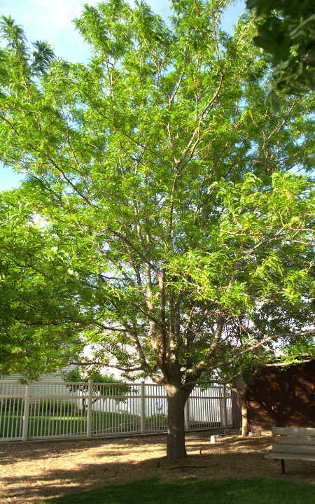 Imperial Honeylocust