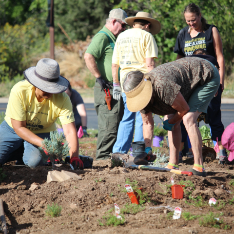 Master Gardeners working to install native plants