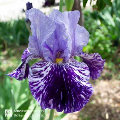 purple striped iris