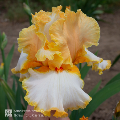 Orange iris with white falls
