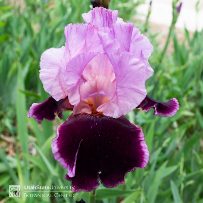 two-tone iris