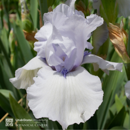 light purple and white iris