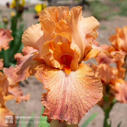 speckled orange iris