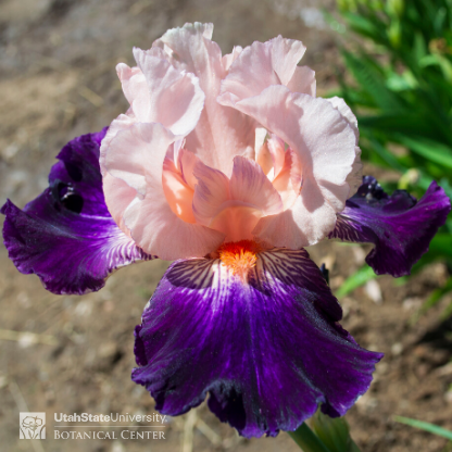 pink and purple iris bi-tone