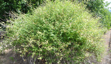 Japanese Kerria