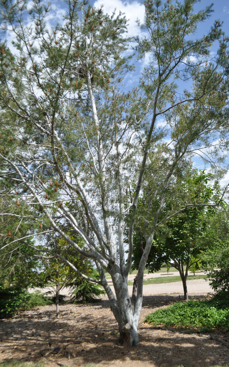 Lacebark Pine tree