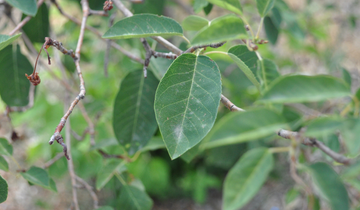 Close up of Allegheny Serviceberry leaf