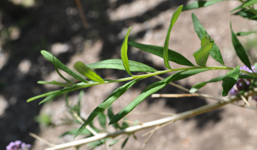 Close up of Alternate Leafed Butterfly Bush leaf