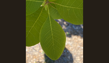 Close up of American Smoketree leaf