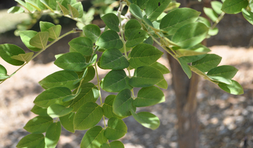 Close up of Amur Maakia leaf