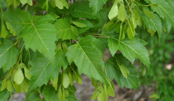 Close up of Amur Maple leaf