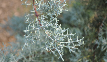Close up of Arizona Cypress Blue Ice leaf
