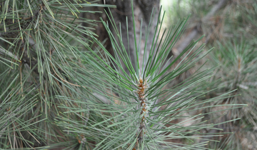 Close up of Arnold Sentinel Pine needles