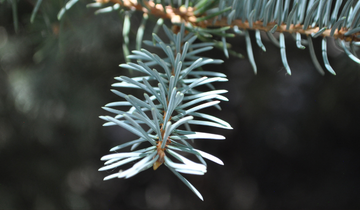 Close up of Bakeri Blue Spruce needles