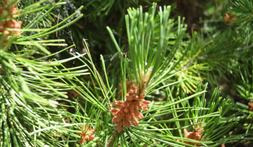 Close up of Big Tuna Mugo Pine leaf