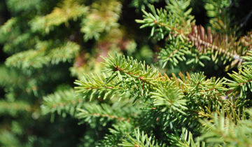 Close up of Birds Nest Spruce Leaf