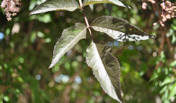 up close image of Black Beauty Elderberry leaf