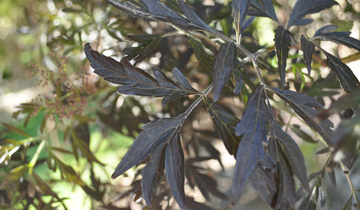 up close image of Black Lace Elderberry leaf
