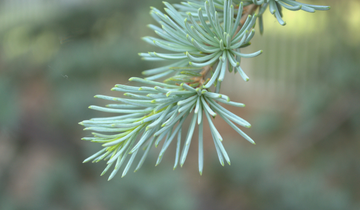 Blue Atlas Cedar bark