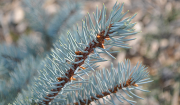 Close up of Blue Horizon Spruce needles