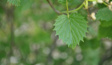 Close up of Blue Muffin Arrowhead Viburnum leaf