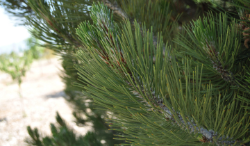 Close up of Bosnian Pine Leaf