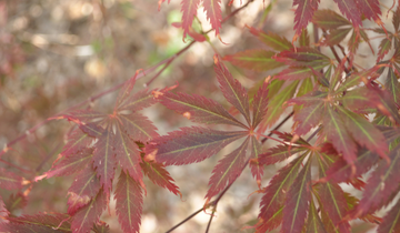 Close up of Burgundy Lace Japanese Maple tree leaves