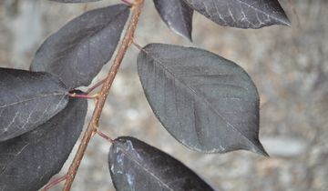 Close up of Canada Red Chokecherry leaf