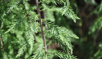 Close up of Cascade Falls Bald Cypress needles